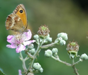 small heath butterfly  